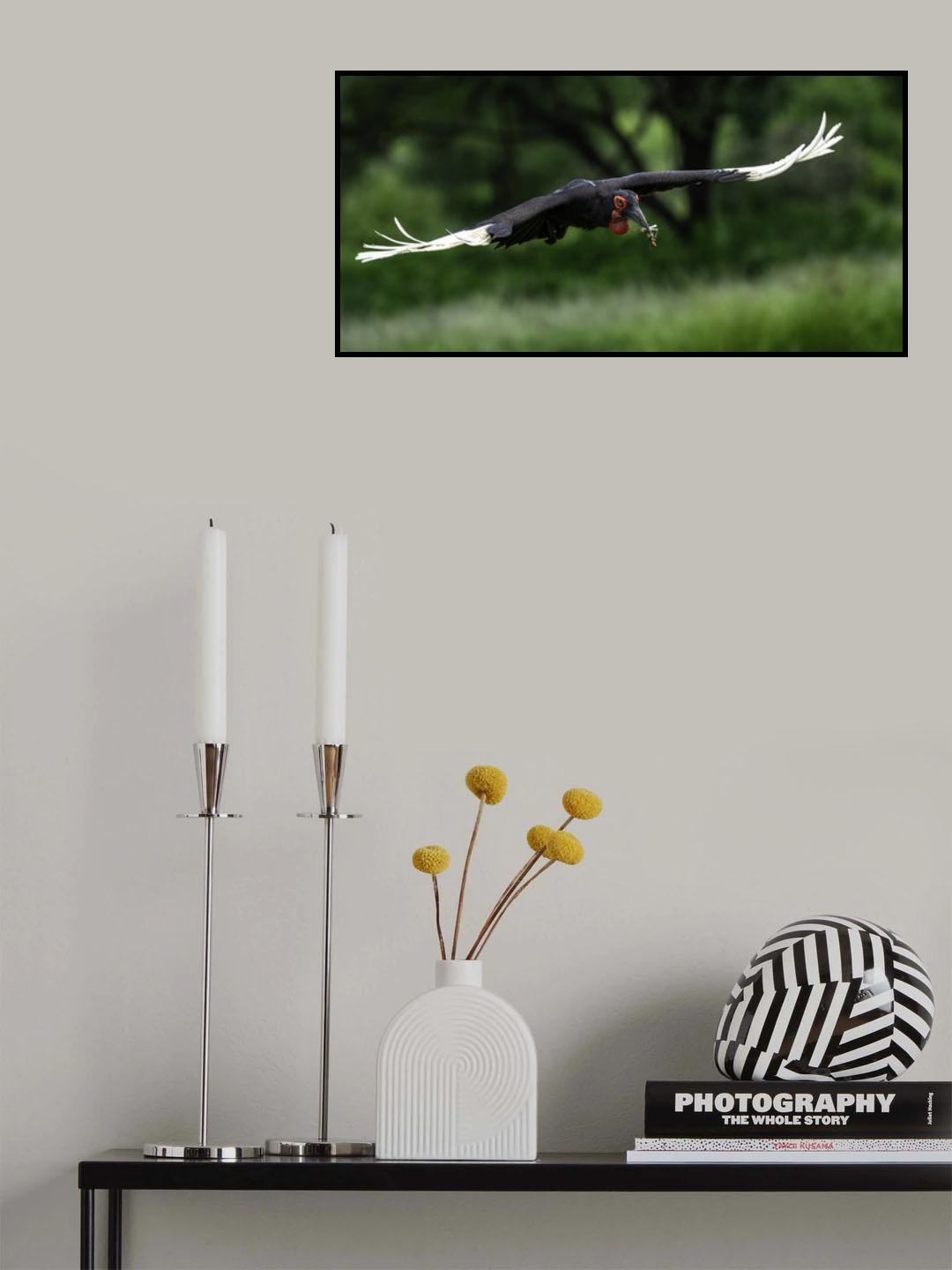 Southern Ground Hornbill Poster och Canvastavla