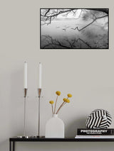 Swans in hot springs Poster och Canvastavla
