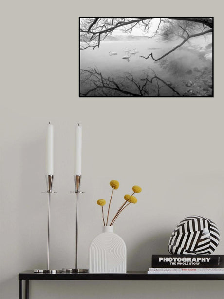 Swans in hot springs Poster och Canvastavla