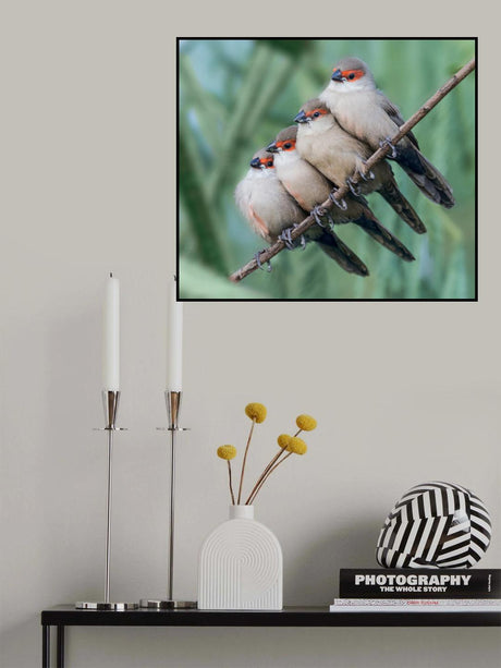 Common Waxbill Poster och Canvastavla