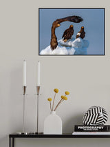 Sea Eagle ! Poster och Canvastavla
