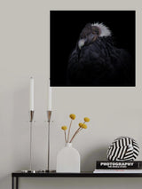 The magnificent Andescondor Poster och Canvastavla