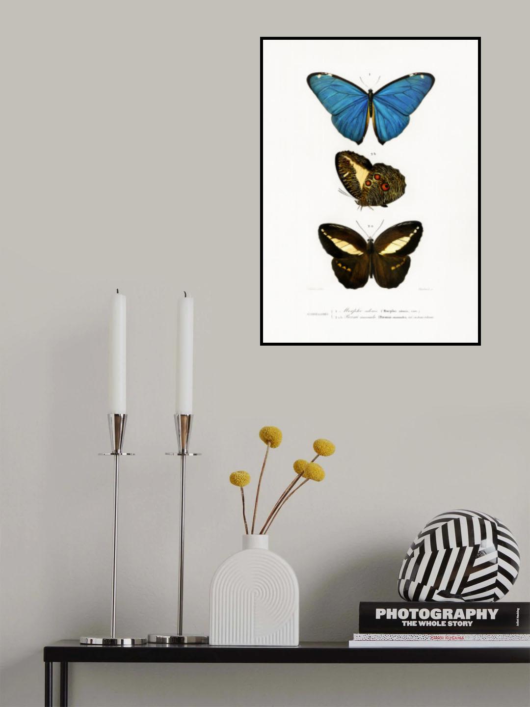 Different Types of Butterflies II Poster och Canvastavla