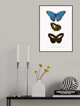 Different Types of Butterflies II Poster och Canvastavla