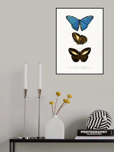 Different Types of Butterflies II Poster och Canvastavla