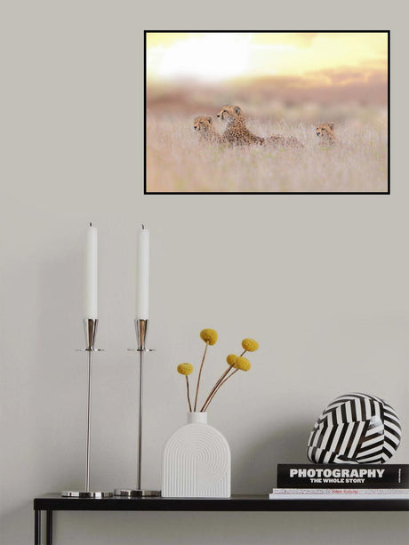 Cheetah Family Poster och Canvastavla