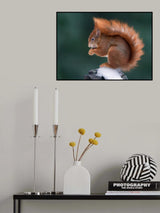 Winter Squirrel Poster och Canvastavla