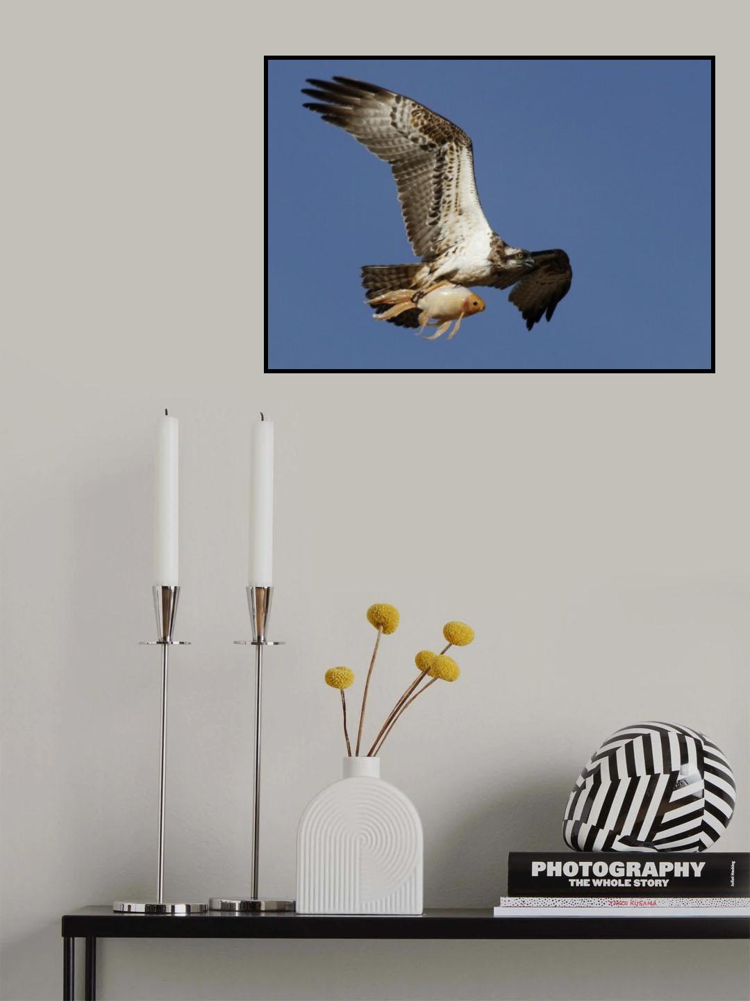 Pandion haliaetus and a Koi Poster och Canvastavla