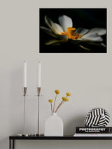 A Lotus, Softly Poster och Canvastavla