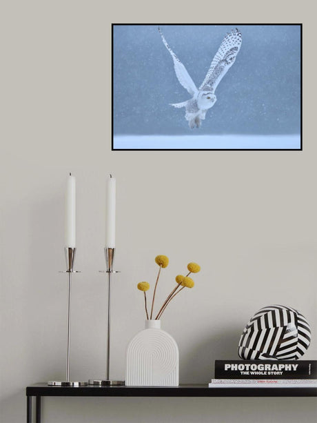Snowy Owl Poster och Canvastavla