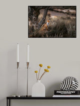 Zorry Poster och Canvastavla