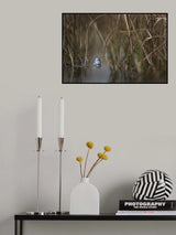 Two frogs Poster och Canvastavla