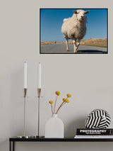Sheep have right of way here Poster och Canvastavla