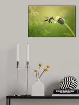 Honey Bee Poster och Canvastavla