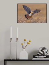 American Kestrel Poster och Canvastavla