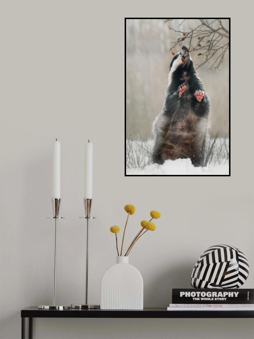 Badger with rosehips Poster och Canvastavla