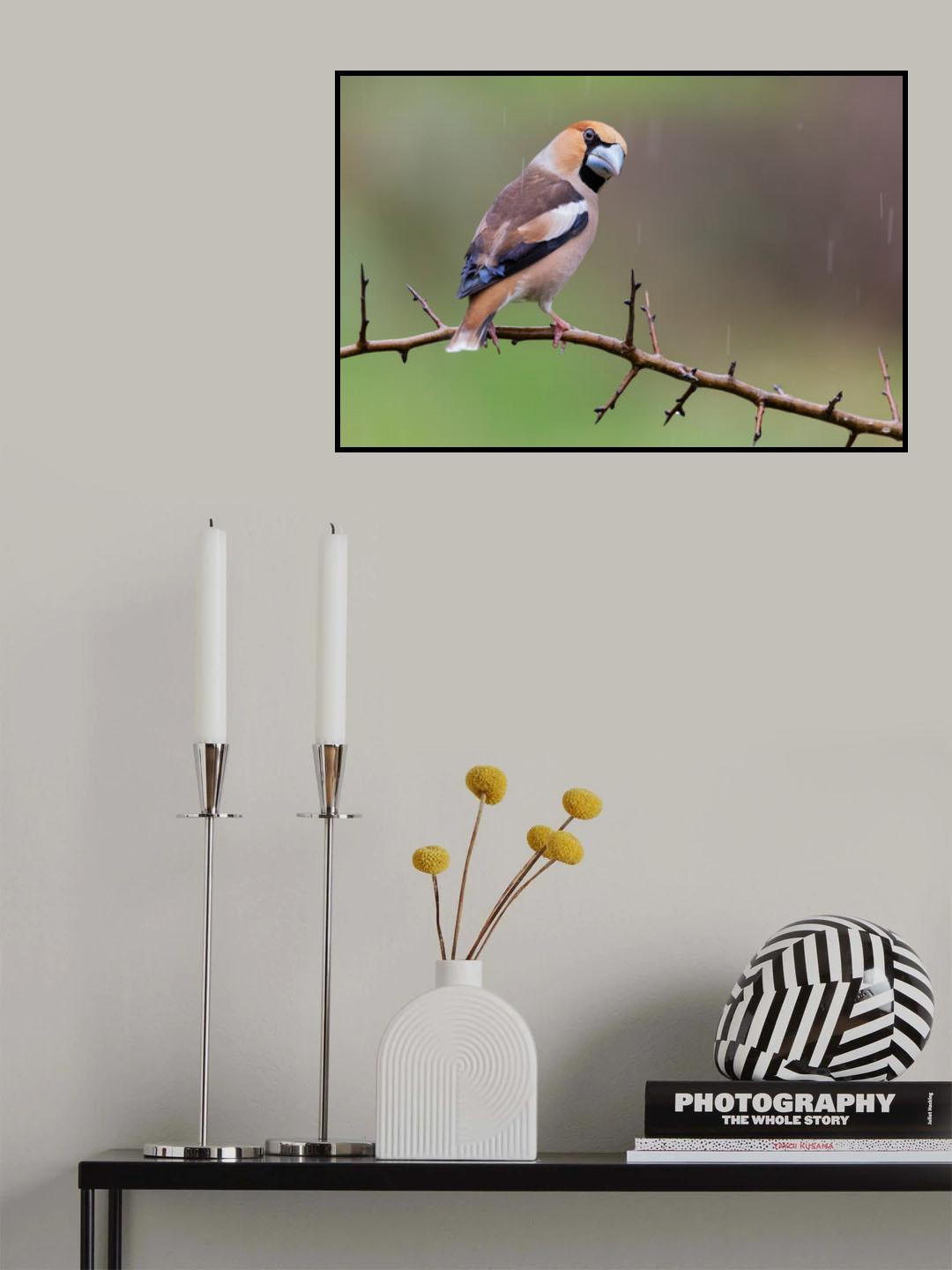 Hawfinch Poster och Canvastavla