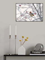 Waxwing Poster och Canvastavla