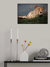 in the mood... Poster och Canvastavla