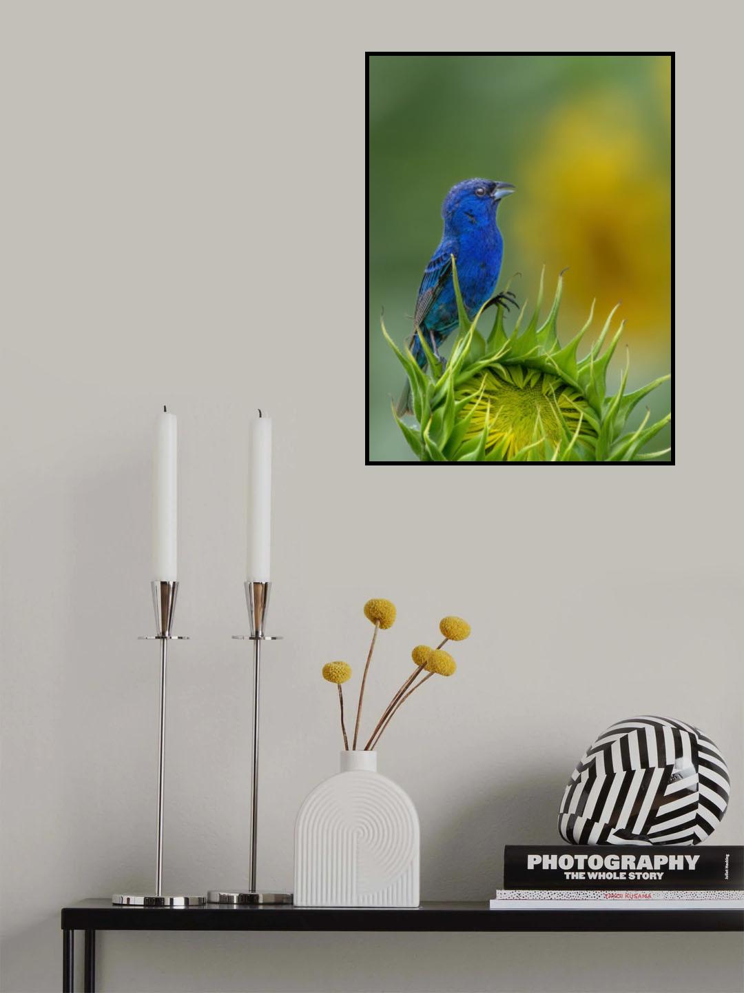 Indigo bunting Poster och Canvastavla