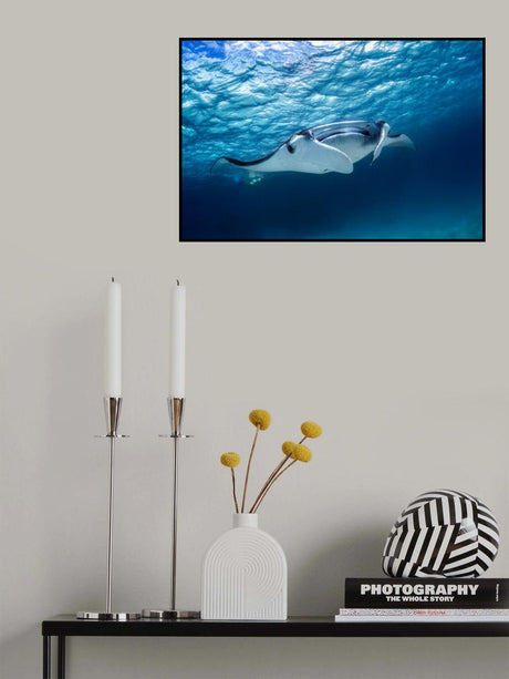 Manta ray Poster och Canvastavla