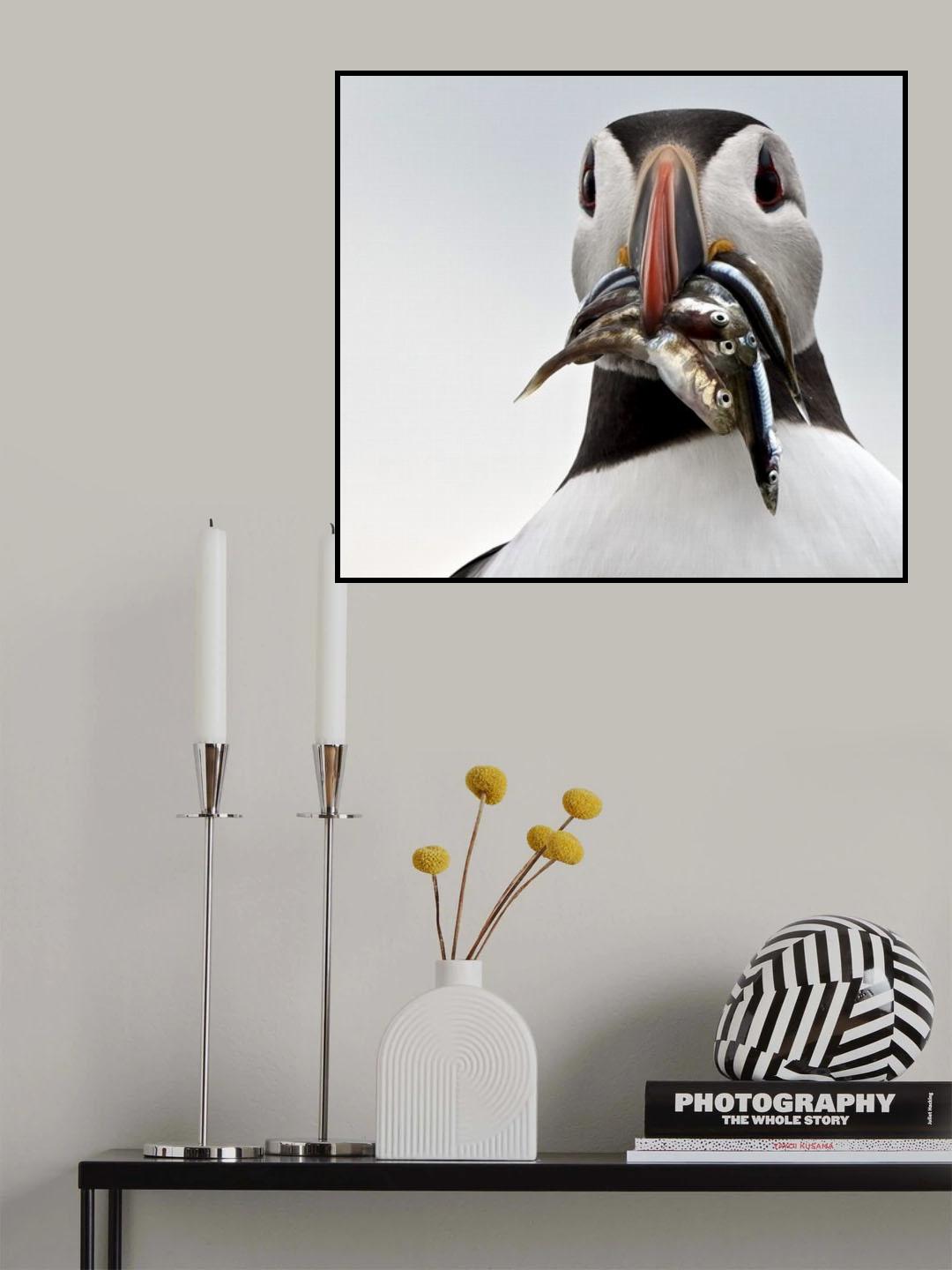 Fishes For The Pufflings. Poster och Canvastavla