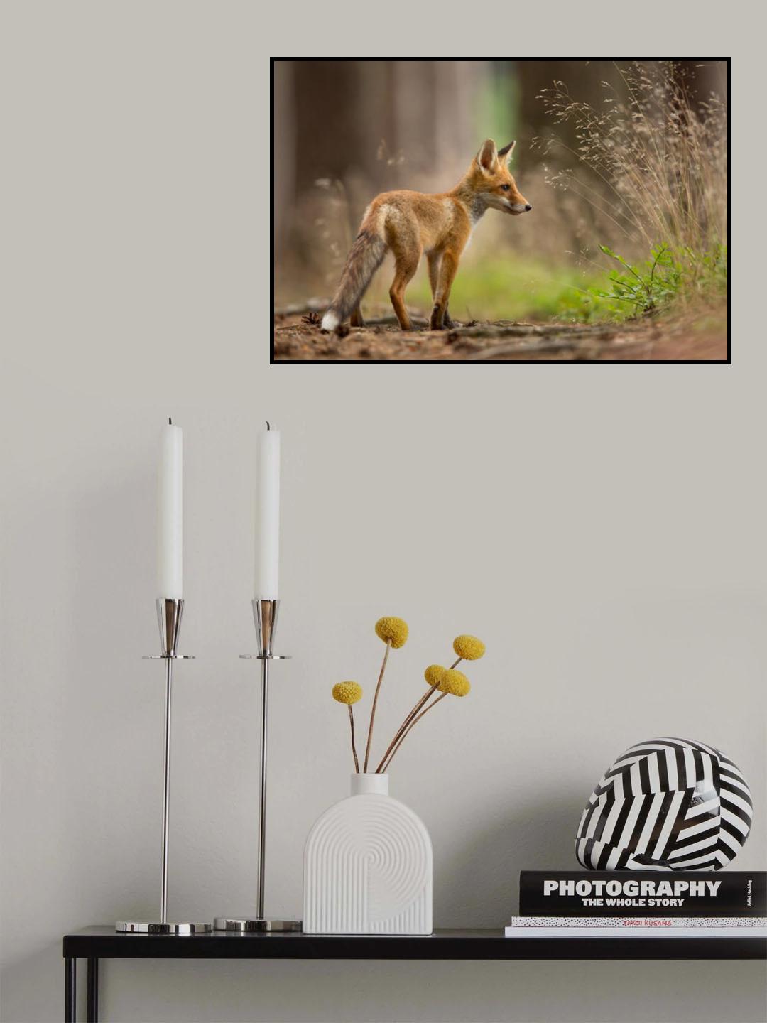 Red Fox Poster och Canvastavla