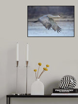 A Sandy Hill Crane in Flight Poster och Canvastavla