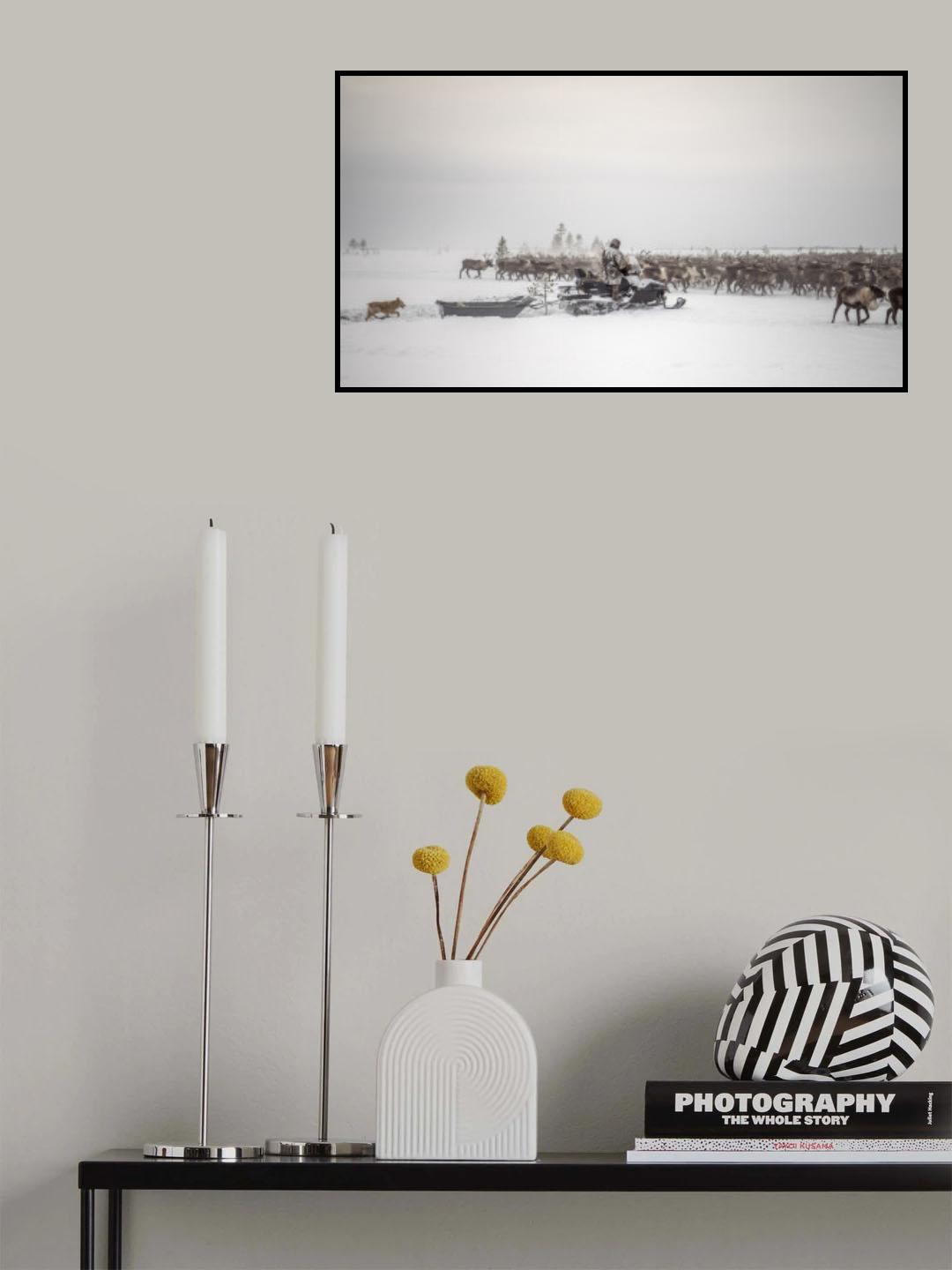 Kostya drives herd of reindeer Poster och Canvastavla