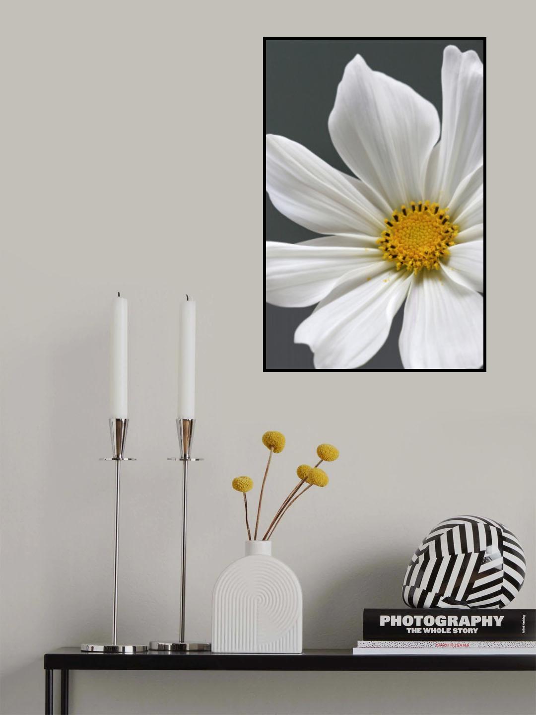 Cosmos Flower Closeup Poster och Canvastavla