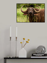 Hipster Buffalo Poster och Canvastavla