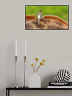 Yellow-billed Oxpecker Poster och Canvastavla