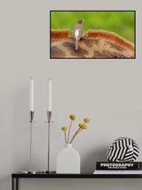 Yellow-billed Oxpecker Poster och Canvastavla
