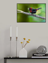 Crimson-collared Tanager Poster och Canvastavla