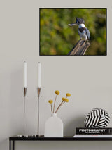Belted kingfisher with fish Poster och Canvastavla