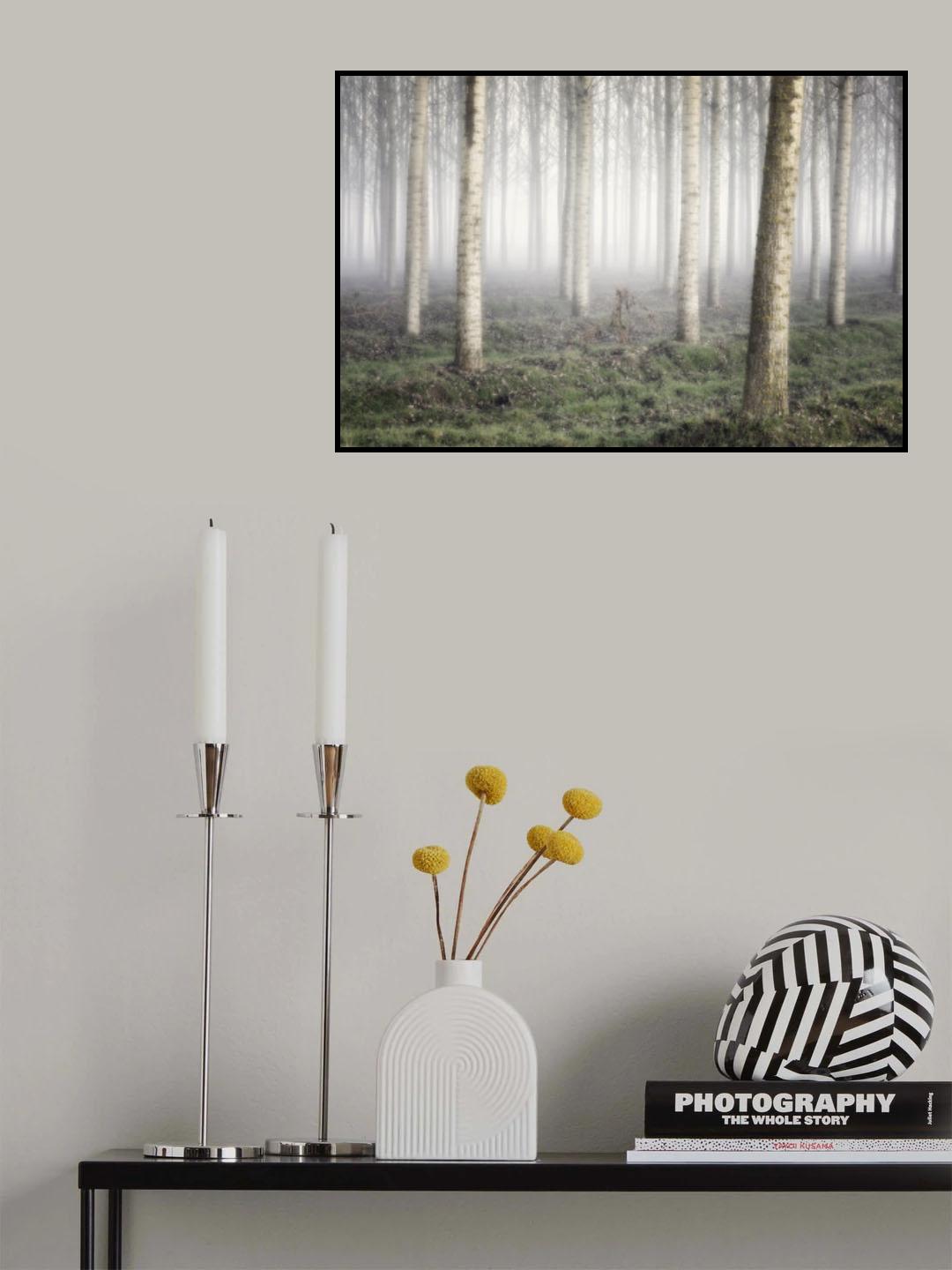 Poplar grove Poster och Canvastavla