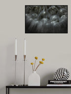 Soffione... Poster och Canvastavla