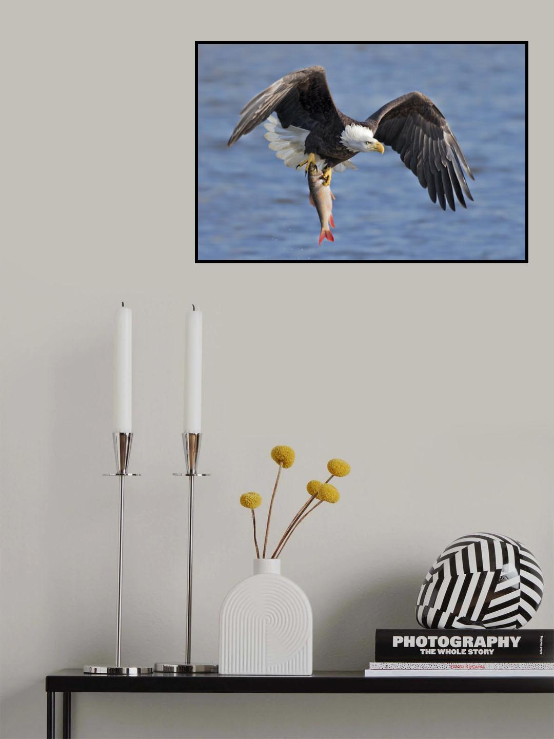 Bald Eagle Catching a Big Fish Poster och Canvastavla
