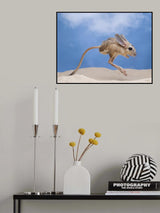 jumping jerboa Poster och Canvastavla