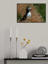 Poster och Canvastavla