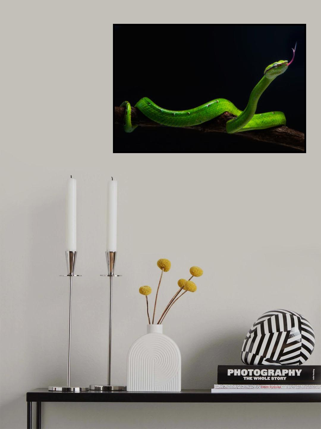 borneo viper Poster och Canvastavla