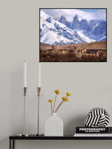 Guanakos in Patagonia Poster och Canvastavla