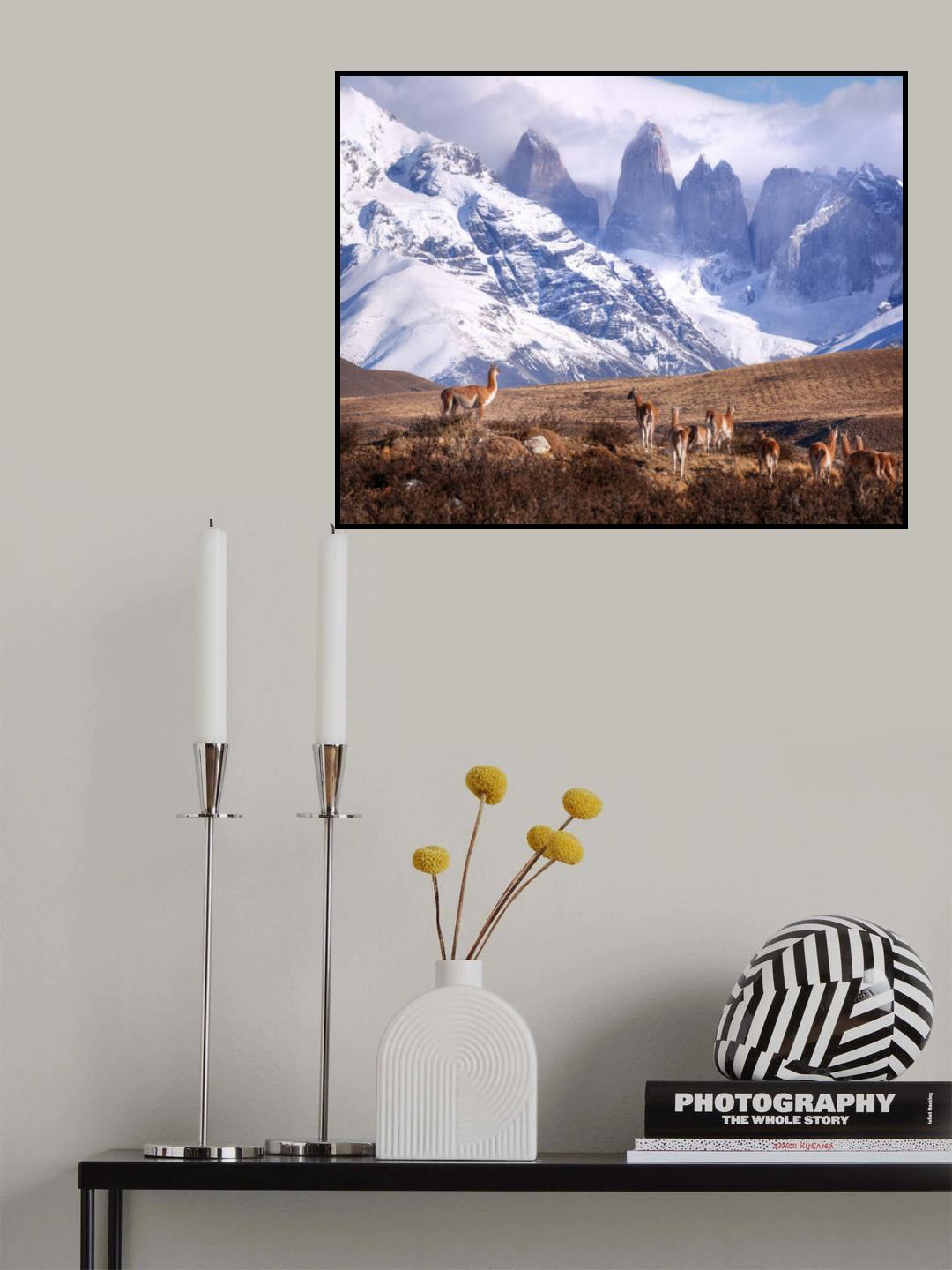 Guanakos in Patagonia Poster och Canvastavla