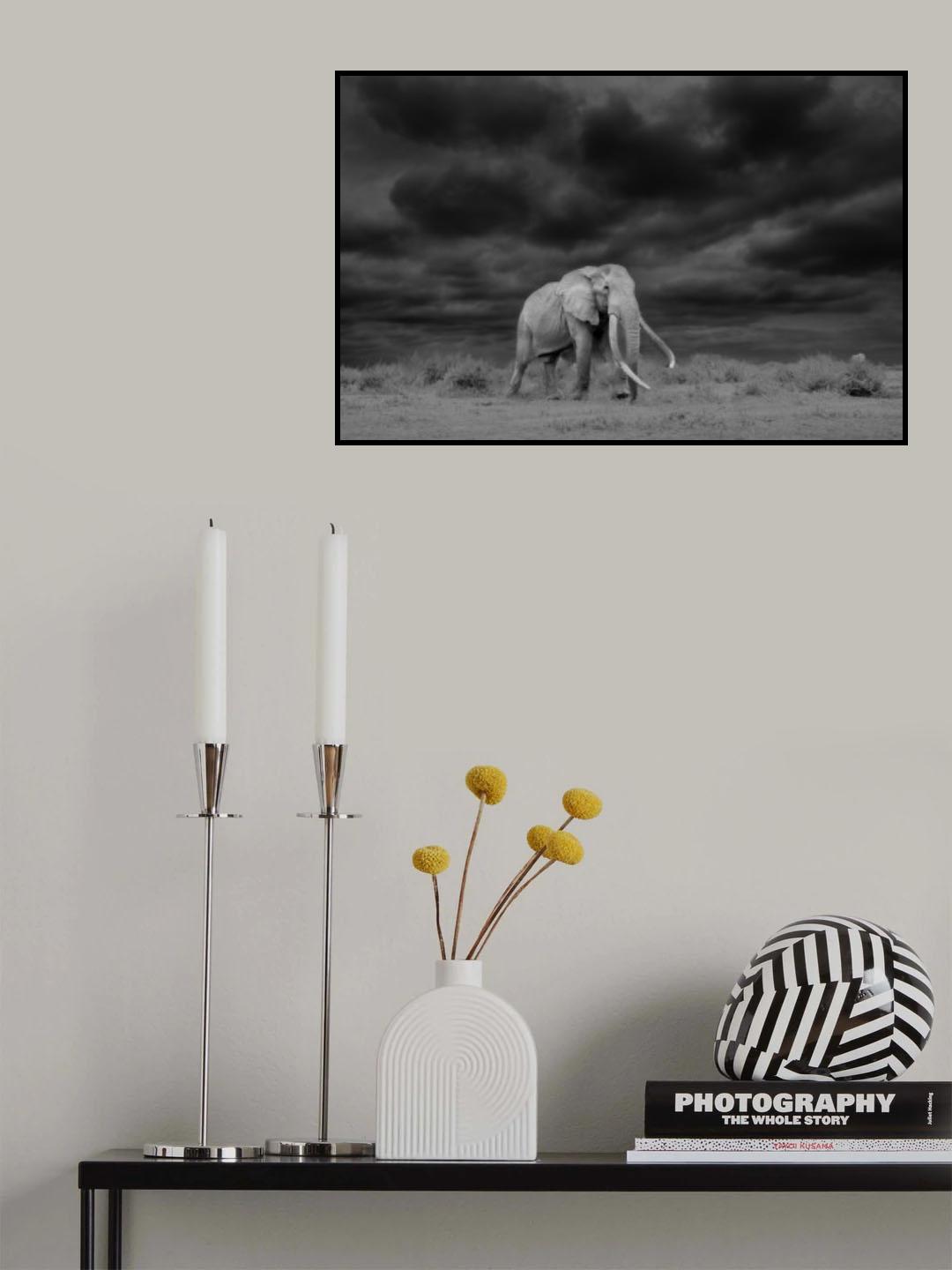 Tusk Poster och Canvastavla