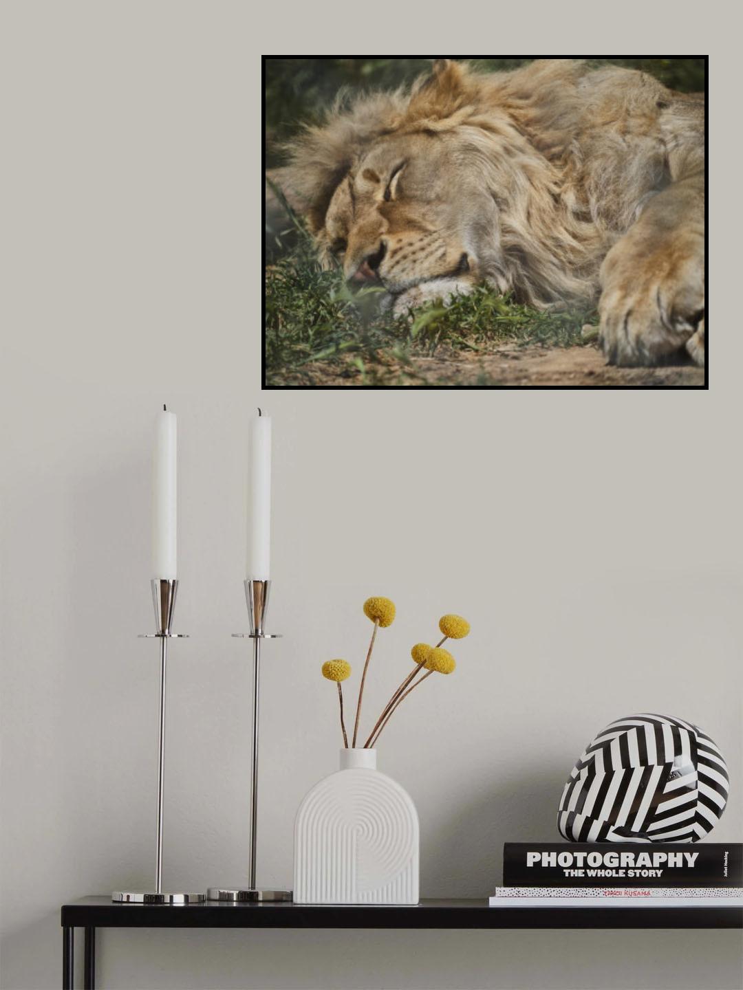 a sleeping African male lion Poster och Canvastavla