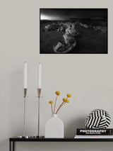 Dragon Eggs Poster och Canvastavla