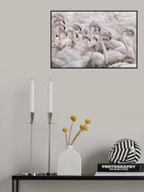 In the Pink transhumance Poster och Canvastavla