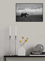Elephant Poster och Canvastavla