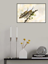 grasshoppers mating Poster och Canvastavla