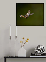 Volcano Humming Bird Poster och Canvastavla